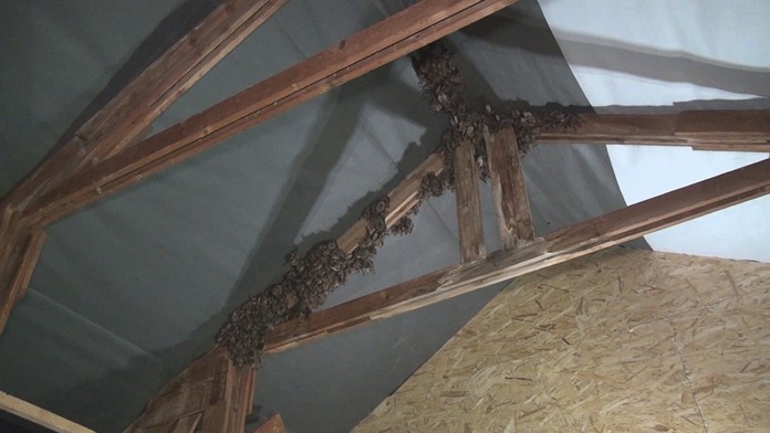 Najväčšia kolónia netopiera veľkého nežije na Slovensku v jaskyni, ale v bytovke v Ladcoch