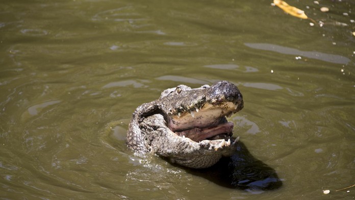 Útočiaci aligátor