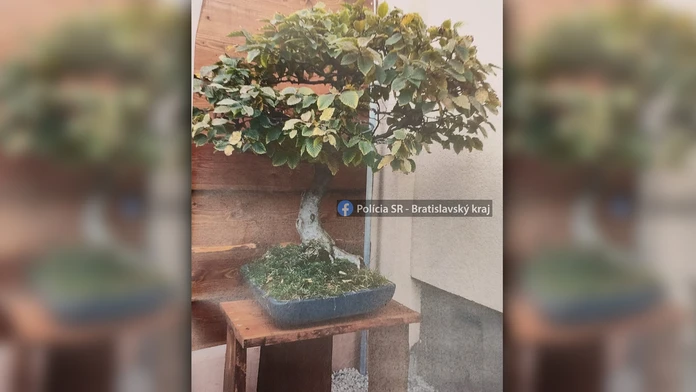 Ukradnutý bonsaj.