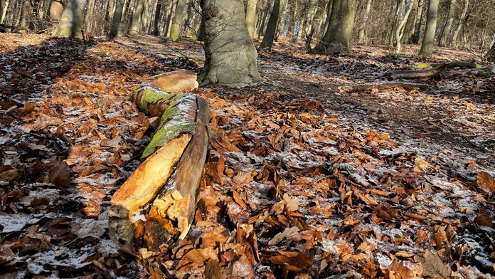 Konár, ktorý zavalil chlapca 