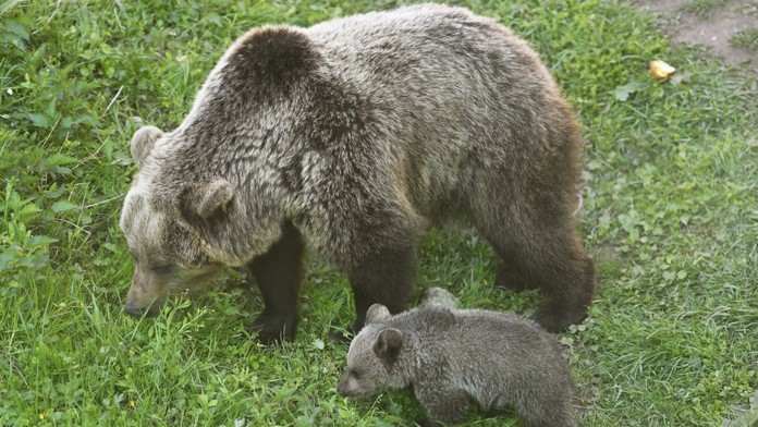 Medvede (ilustračná snímka)