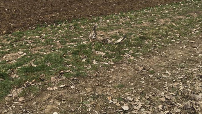 Uhynutý myšiak hôrny.