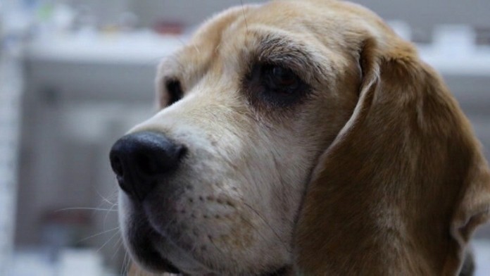 19 RK Vyhrazanie psickarom.transferweb_jpg_bez_watermarku_1.jpg