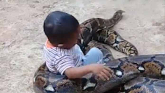 Chlapček sa hrá s pytónom