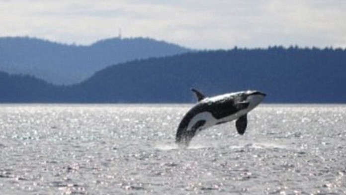 Zomrela najstaršia kosatka sveta. V oceáne plávala skôr ako existoval Titanic