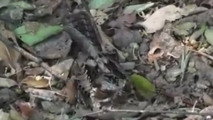 Zvieracia kamufláž 