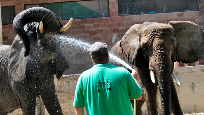 Osviežovanie zvierat