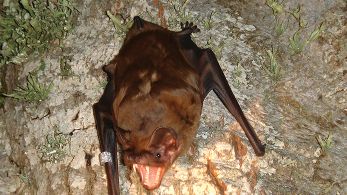 Vedci prvýkrát opísali, ako loví najväčší netopier Európy. Vtáky sú proti nemu bezmocné