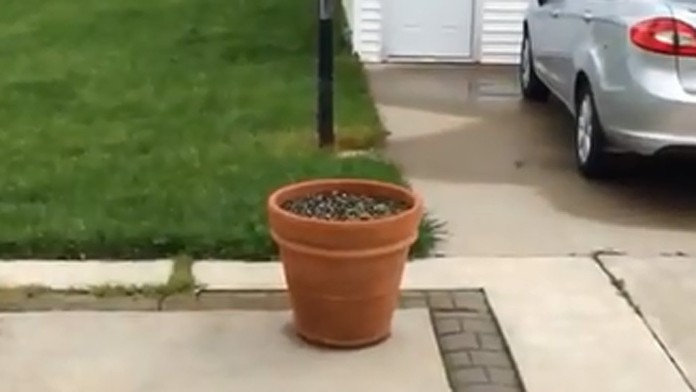 Hravé šteniatko sa schováva svojmu majiteľovi.