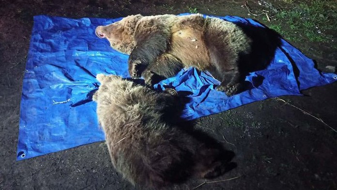 Štátni ochranári usmrtili pri Sliezskom dome dvoch medveďov.