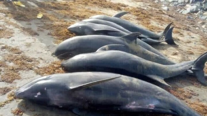 Uhynuté delfíny na pláži v Ghane