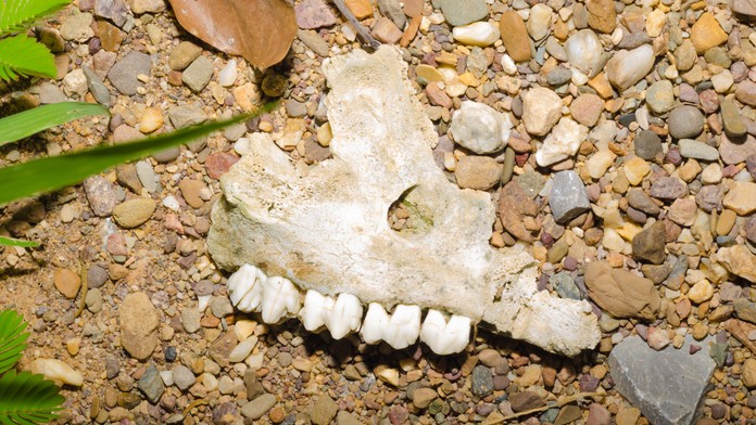 Sci-fi sa mení na realitu: Vedci plánujú vzkriesiť takmer 100 rokov vyhynuté zviera