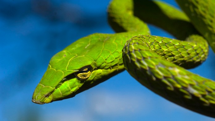 Obľúbenú turistickú destináciu zamorili hady či potkany. Dôvodom sú vysoké teploty a odpadky