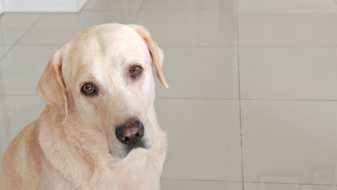 Britku (†83) oblízal vnučkin pes. O pár dní na to zomrela