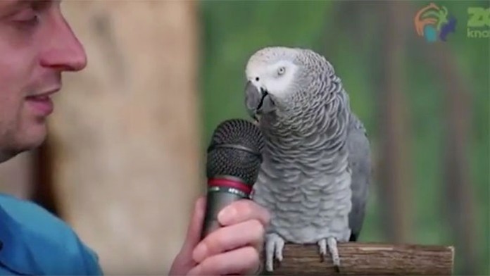 Veselý papagáj vám urobí krajší deň.