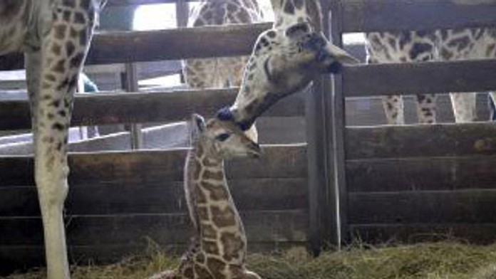 Nový prírastok v BA ZOO