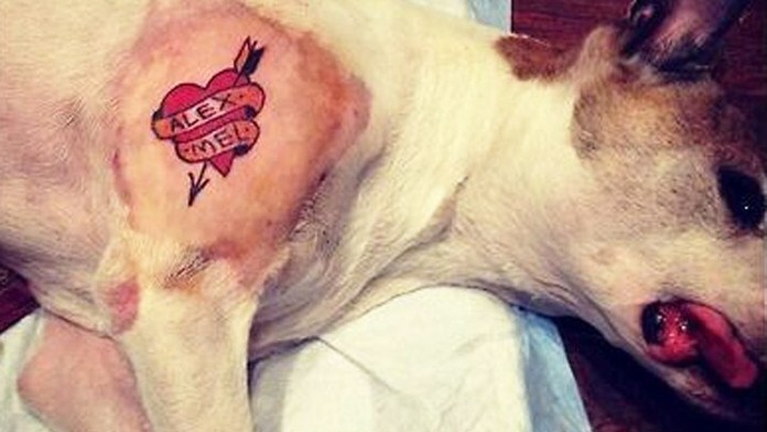 dog-tat.jpg