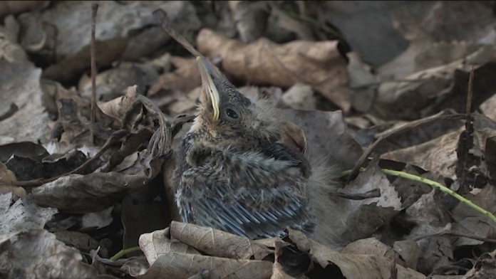 Viete, čo máte robiť, ak nájdete opustené vtáča? Zobrať ho domov je trestné