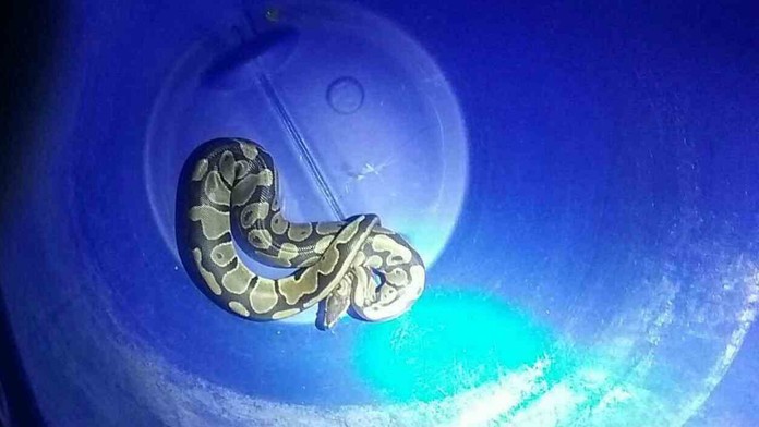 Had, ktorý vliezol do bytu. 