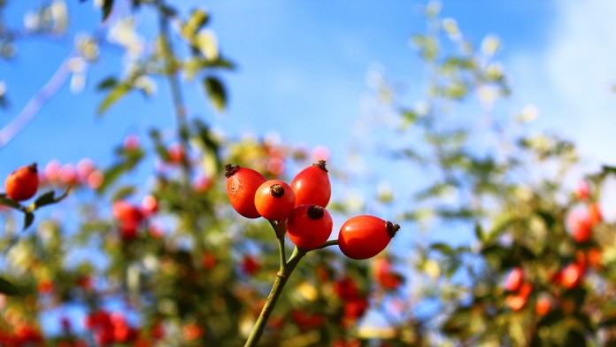 Zničené auto na R1 sa po kolízii so zverou.