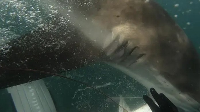 Zberatel policajnych auticok.transfer_tvnoviny.mp4