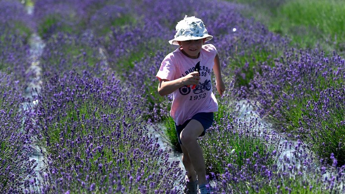 Samozber levandule vo Svinnej.