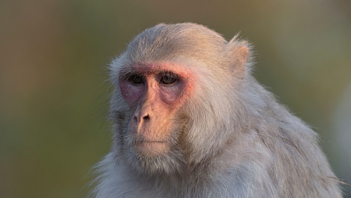 Opica (ilustračná snímka)