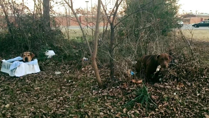Benny v krabici a Betty vpravo.
