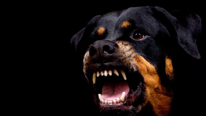 Tragédia vo Francúzsku: Rotvajler napadol a zabil chlapca (†9). Jeho otec psa dvakrát bodol, no už bolo neskoro