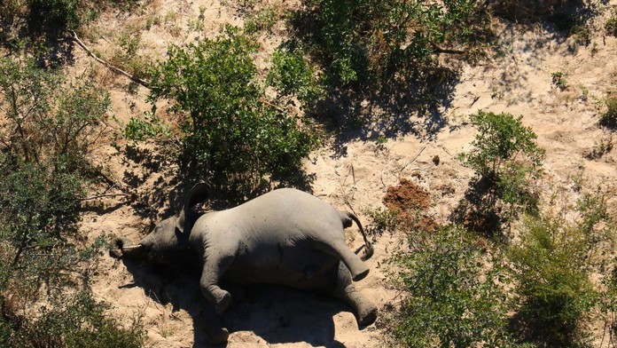 Chodili v kruhoch a nakoniec spadli na zem mŕtvi. Vedci rozlúštili záhadu hromadného úhynu slonov v Afrike