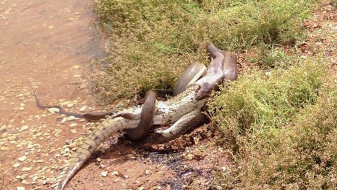Súboj hada a krokodíla v Austrálii