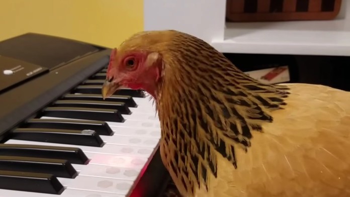 Sliepka hrá na piano.