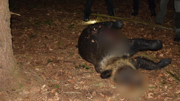 Neznámy páchateľ usmrtil medveďa