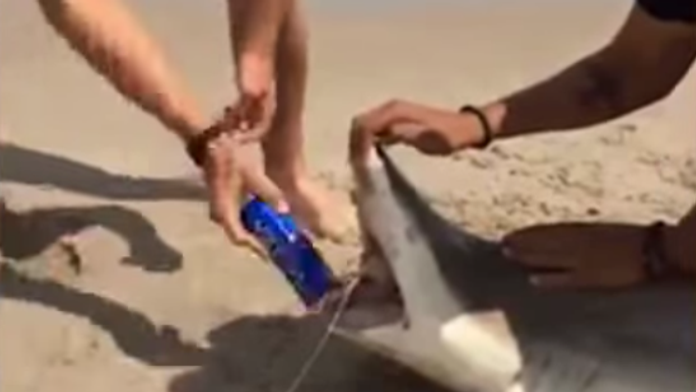 Žralok miesto otvárača na pivo. 