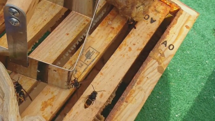 Obávaný zabijak je opäť o čosi bližšie Slovensku. Agresívny hmyz už spozorovali v Nemecku