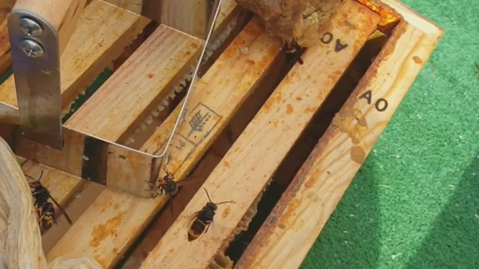 Obávaný zabijak je opäť o čosi bližšie Slovensku. Agresívny hmyz už spozorovali v Nemecku