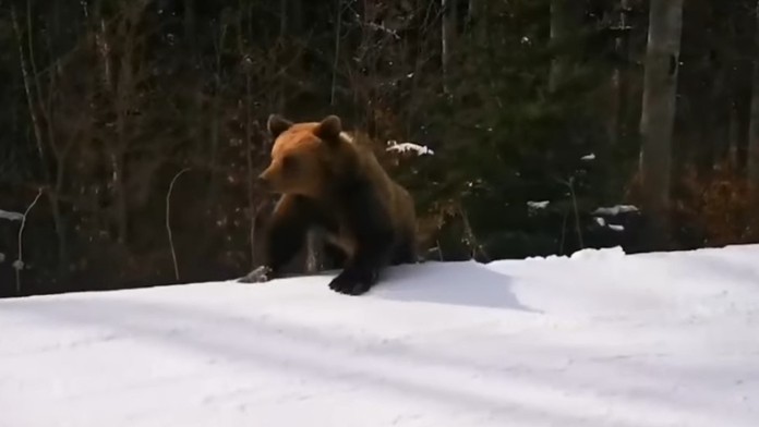 Inštruktora lyžovania na zjazdovke prenasledoval medveď.