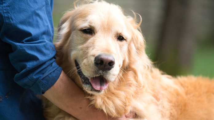 Zlatý retriever. Ilustračná snímka. 