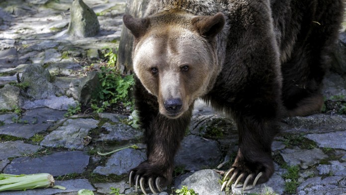 Medveď hnedý (ilustračná snímka)