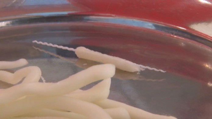 Drôtik v  korbáčiku