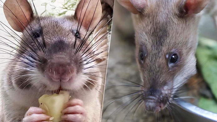 Neuveríte, na čo ich vycvičili: „Hrdinské“ potkany dorazili do americkej zoo