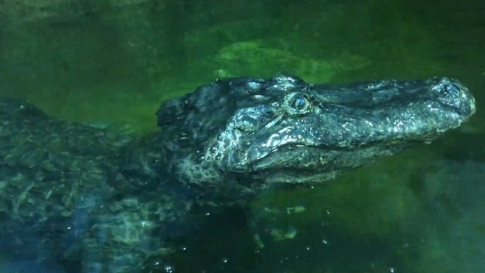 Mattia Maestri, prvý pacient, ktorý sa koronavírusom SARS-CoV-2 nakazil v Taliansku.