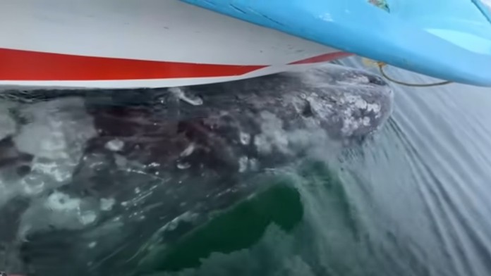 Turisti nakrútili vzácny moment. Veľryba „uniesla“ loď a povozila ich na chrbte