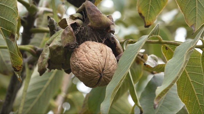Čas orechov je tu. Naša úroda je síce dobrá, no sebestační zďaleka nie sme
