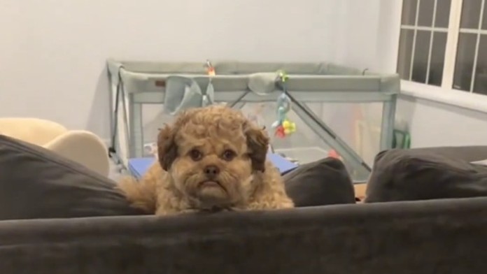 VIDEO: Kríženec desiatich plemien pripomína slávneho komika. Pes s ľudskou tvárou dobýja internet