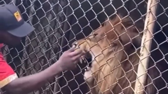 Nepochopiteľná hlúposť zamestnanca ZOO. Leva provokoval tak dlho, až prišiel o prst