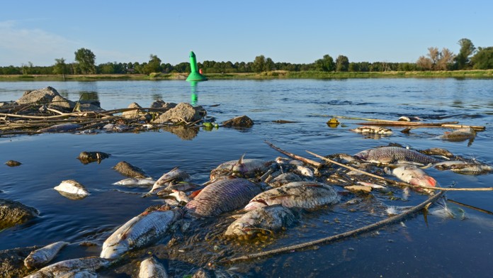 Ekologická katastrofa na rieke Odra