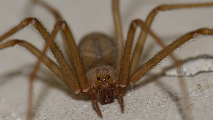 Turistu v Grécku uhryzol pavúk. Lekárom sa ho nepodarilo zachrániť