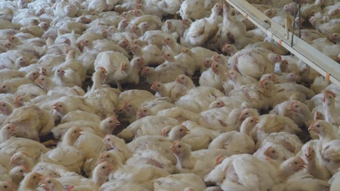 Hydinári varujú pred kritickou situáciou. 