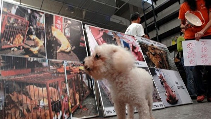V Taiwane si už nepochutia na psoch a mačkách. Inak im hrozí vysoký trest